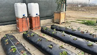 Amazing Method / You Can Grow Strawberries Anywhere With This System