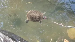 Красноухие черепахи на даче, новый водоем, кормление и развлечение.