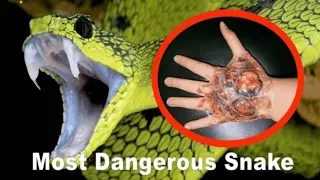 The Most venomous snake in Australia | Modern dinosaurs | #short