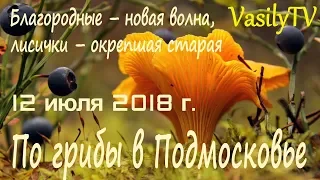 🌳По грибы в Подмосковье 12 июля 2018 г🌳Благородные – новая волна, лисички – окрепшая старая