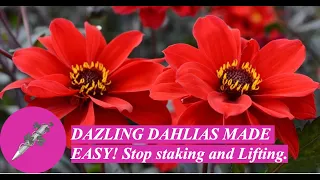 DAZLING DAHLIAS MADE EASY! Stop staking and lifting your dahlias.