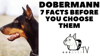 Before you buy a dog - DOBERMANN - 7 facts to consider! DogcastTV!