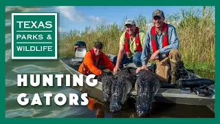 Texas Tussle, A Gator Hunt