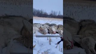 Whack and Stack: Coyote Hunting