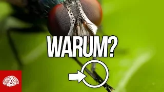 Warum reiben sich Fliegen die Beine?