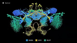 Neurons Colored by Neurotransmitter