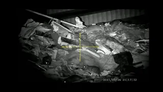 Insane Ratting At Waste Disposal Site