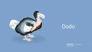 How the Dodo went Extinct
