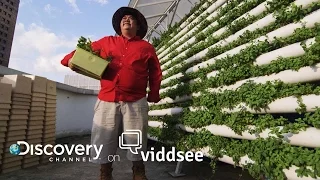 Growing Roots - This Farmer Is Taking Root On Your Rooftops // Discovery on Viddsee