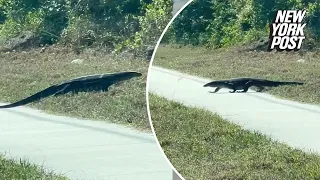 I thought a Florida alligator was walking near me on the road -- what it actually was shocked me