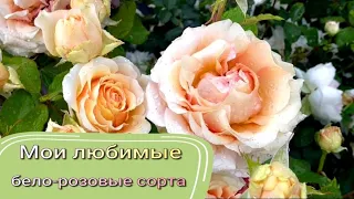 Мои любимые бело-розовые сорта. Питомник растений Е. Иващенко
