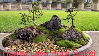Hawaii Lava Rock Saikei Tutorial - Penjing
