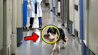 Hund rennt plötzlich ins Krankenhaus. Ärztin brach in Tränen aus, als sie den Grund dafür entdeckte!