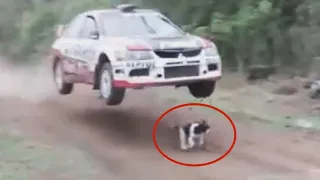 Safari rally Kenya jumps over dog