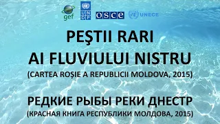 Рыбы Днестра из Красной книги Молдовы – Peștii Nistrului din Cartea Roșie a R.Moldova – Eco-TIRAS