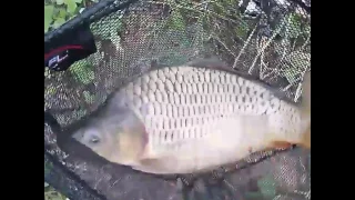 Brzegi  w  krakowie i karp 5,5kg