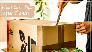 Tips for Buying Plants Online and Plant Care After Shipping | Unboxing Plant Mail