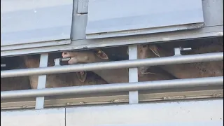 Reporterin begleitet tagelang Tiertransporte – und zeigt uns die dunkle Seite der Fleisch-Produktion