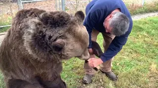 When your 900 lb bear needs to be brushed..