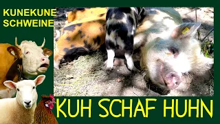 Kunekune-Schweine im Portrait - KUH SCHAF HUHN Folge 13 Neuseeländische Weideschweine, Zucht Haltung