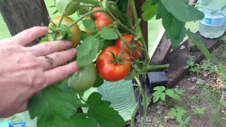 Обзор-отзыв о сортах томатов в моей теплице. Урожай 2019.