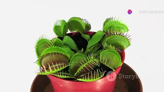 The Venus flytrap eats insects: Amazing! ##animals#animalshorts #facts