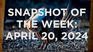 Snapshot of the Week: April 20, 2024