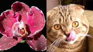 СПОСОБНОСТИ ОРХИДЕИ КАМЕННАЯ РОЗА, как, сколько и чем цветёт орхидея