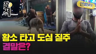 [잠못세] SNS에 영상 올리려 황소 타고 도심 질주..결말은?