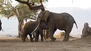 Elephants in Mana Pools