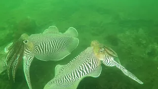 Sepia`s in de Oosterschelde