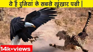 दुनिया के 10 सबसे खतरनाक पक्षी। 10 MOST DANGEROUS BIRDS IN THE WORLD. #dangerous #birds