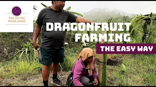 Dragonfruit Farming - The Economical Way