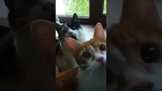 котомоменти/cats moments