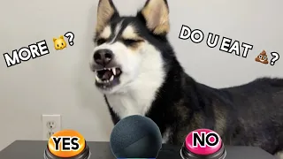 Alexa Asks My Husky YES/NO Questions! (Blames Fart on Alexa)🤣