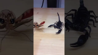 Mantis and Scorpion
