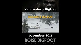 Yellowstone Bigfoot~ A ThinkerThunker Analysis: Bigfoot Vs  Buffalo  #bigfoot #sasquatch #cryptid