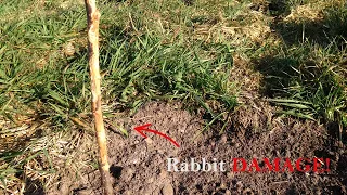 Protecting Young Trees From Rabbits