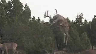 Deer Jump 12-point Whitetail