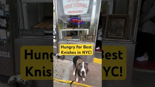 Best Knishes in NYC w/Hudson the Dog #cutedog #doglover #pitbull #dogshorts #foodlover #doglife #dog