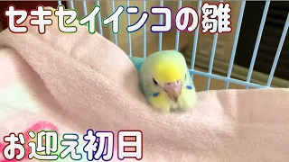 【お迎え1日目】セキセイインコの雛を箱から出す瞬間～先住インコと初対面 生後2ヶ月 レインボー インコ Budgerigar