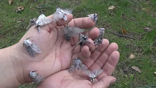 HANDFUL of PUSS MOTHS (Cerura vinula)