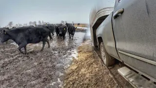 Moving Cows in this Absolute Mess