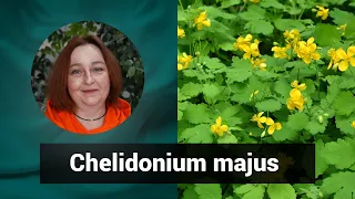 Разбор препарата ХЕЛИДОНИУМ МАЙЮС CHELIDONIUM MAJUS | Гомеопатия и Здоровье