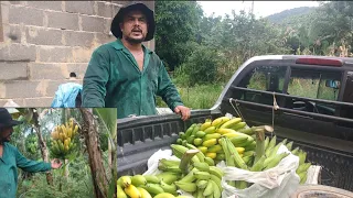 colhendo banana da Terra e jacá e nanica para nossos clientes