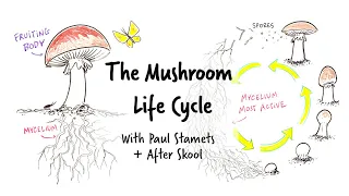 The Mushroom Life Cycle with Paul Stamets and After Skool