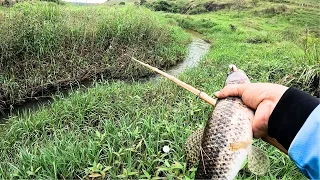 JÁ FALEI, NUNCA MAIS DUVIDO DESSE CÓRREGO MINUSCULO!! Pescaria Caipira de Traíra