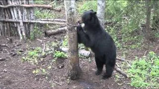 Mike's Outfitting Uses Honey Pots To Identify Boars From Sows When Black Bear Hunting