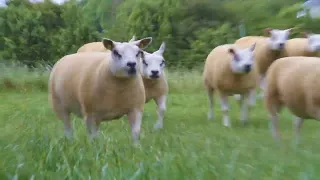 Quarrymount Beltex Shearling Ewes June 2022