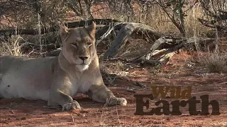 WildEarth - Sunset - 10 September 2020